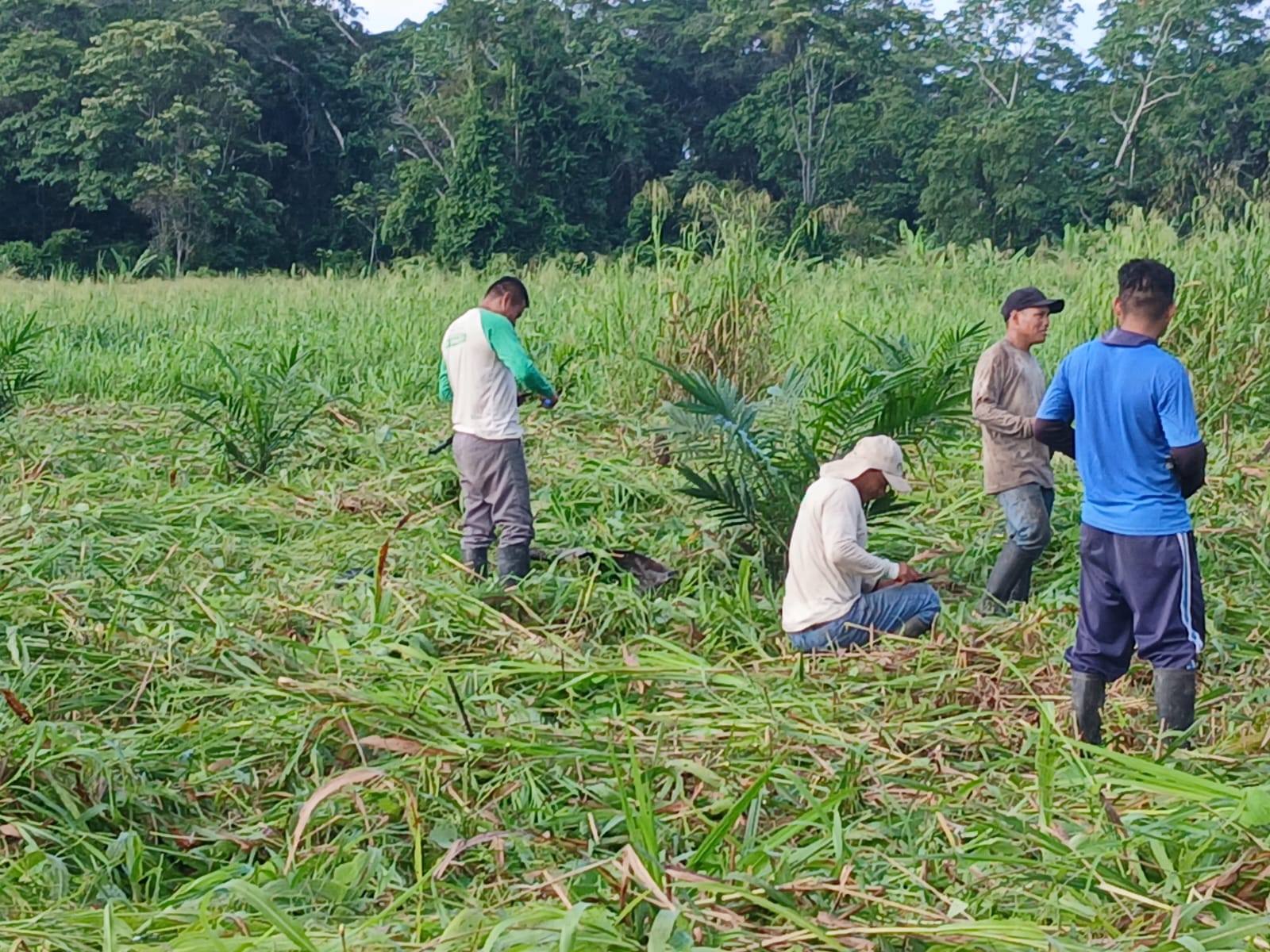 Foto adicional — Nuestra comunidad ya formó su ASOCIACION AGROFORESTAL CN…