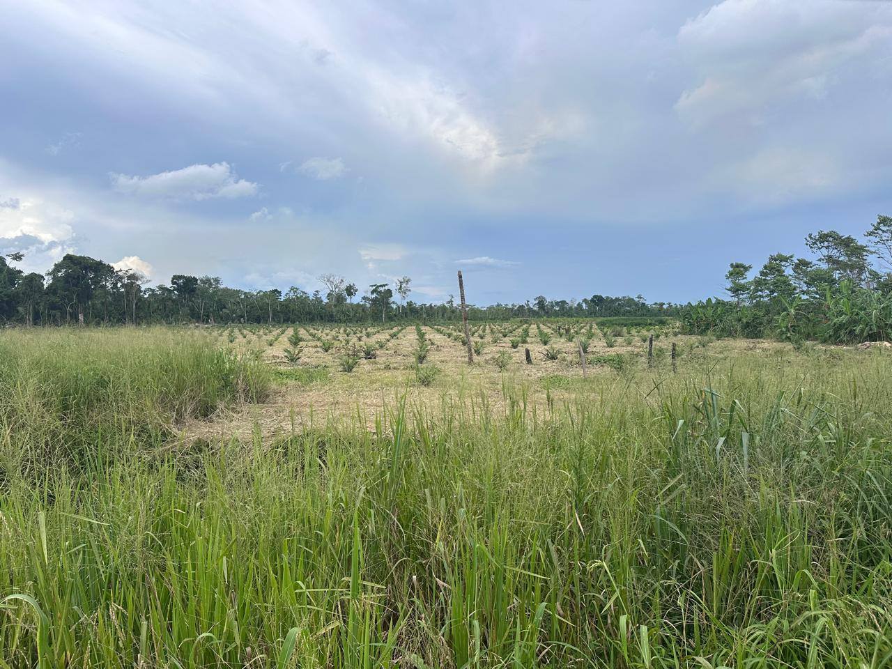 Foto adicional — Nuestra comunidad ya formó su ASOCIACION AGROFORESTAL CN…